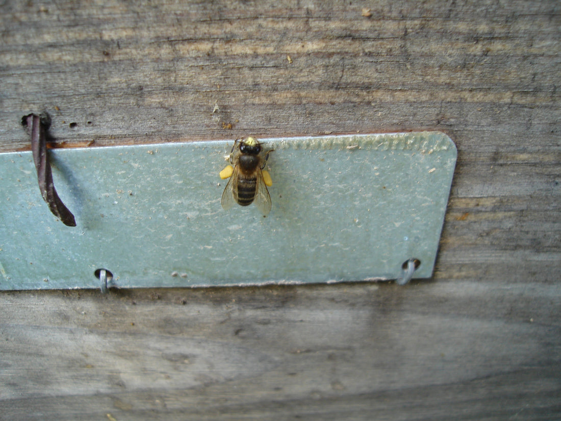 Abejas obreras