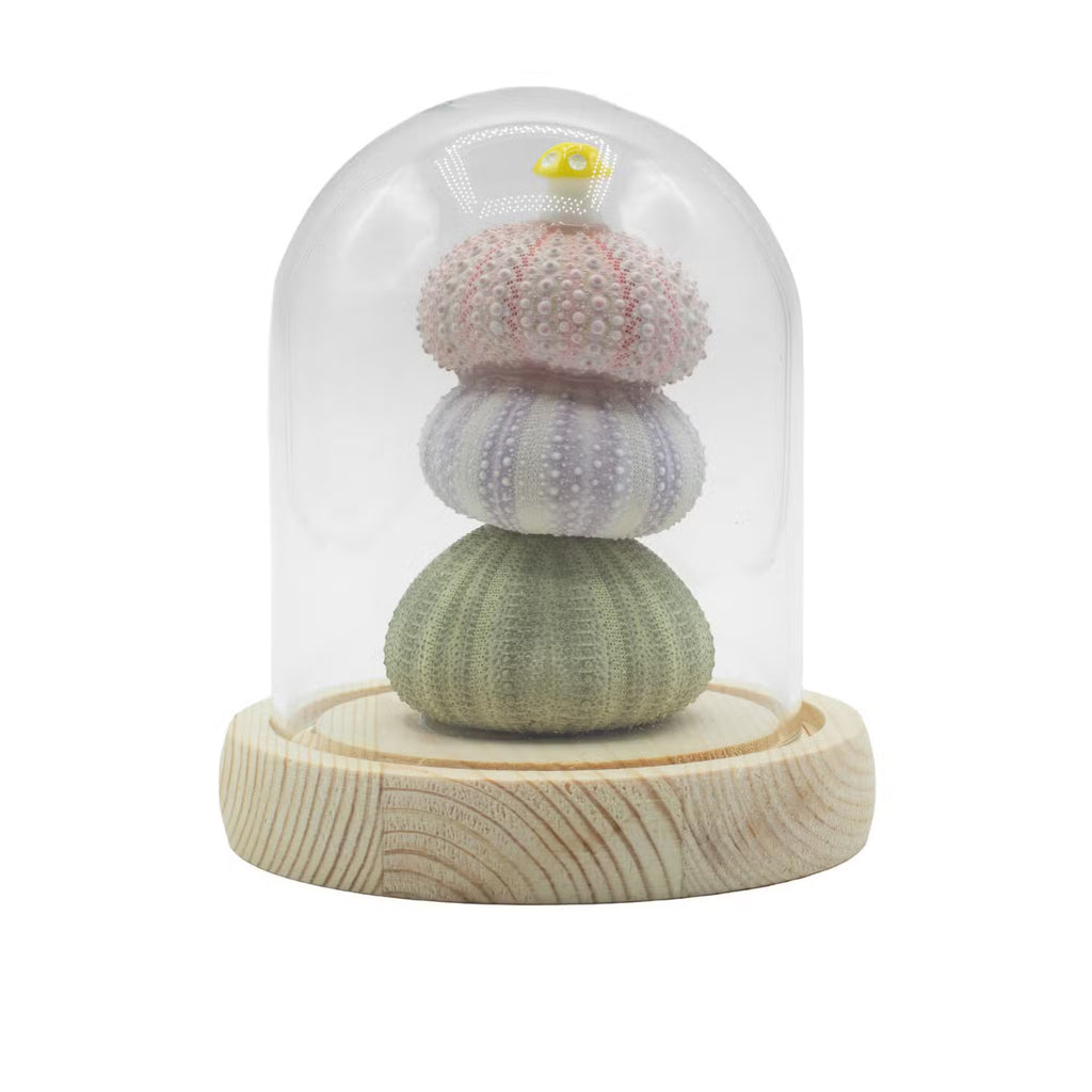 Domo de jardín Brillo Floral - 3 erizos de mar - LED USB