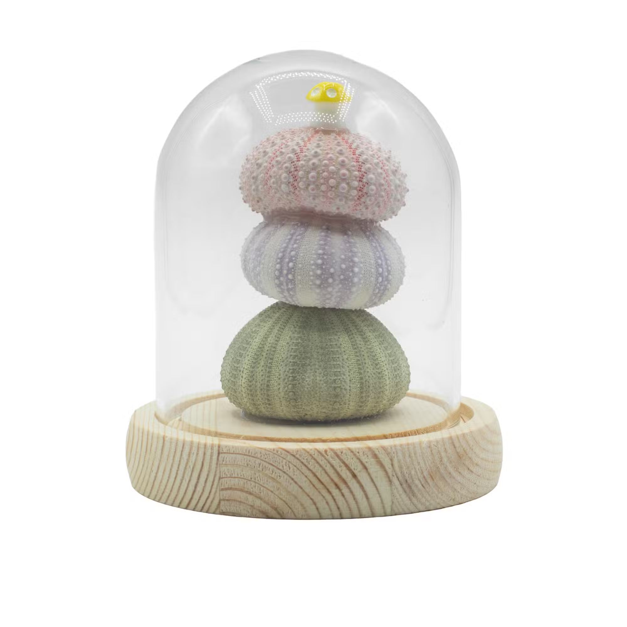 Domo de jardín Brillo Floral - 3 erizos de mar - LED USB