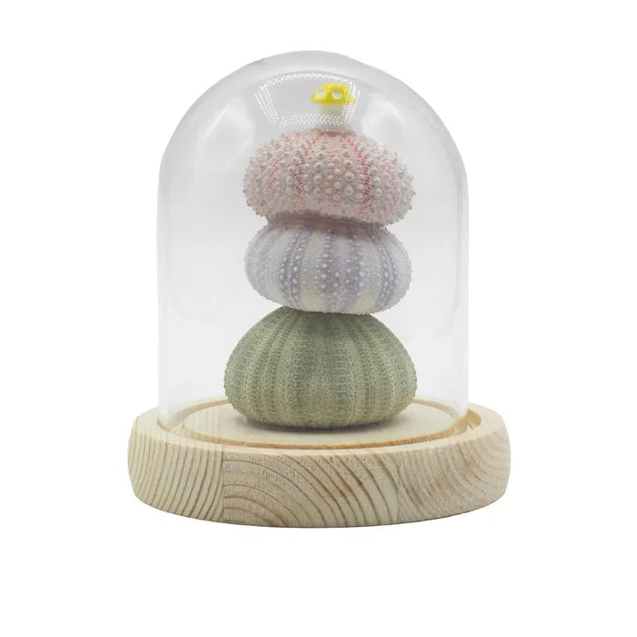 Domo de jardín Brillo Floral - 3 erizos de mar - LED USB