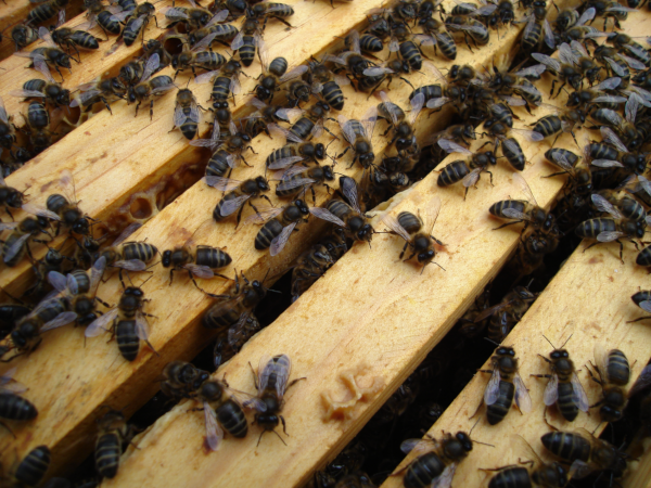 Nuestro colmenar Abejas negras